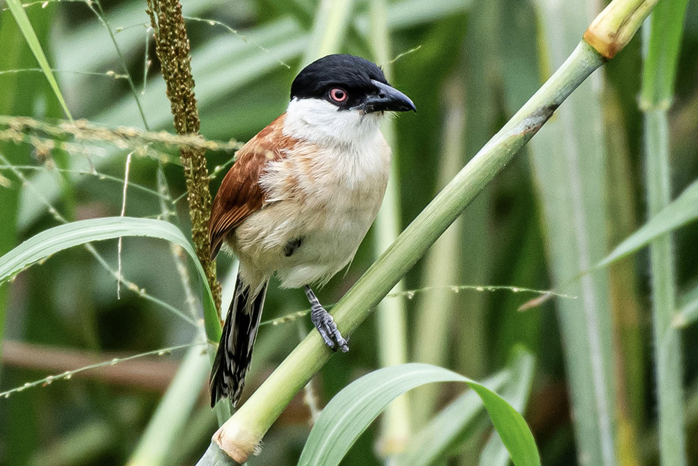 Marsh Tchagra