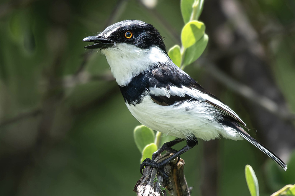 Pygmy Batis