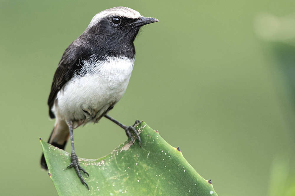Abyssinian Wheatear