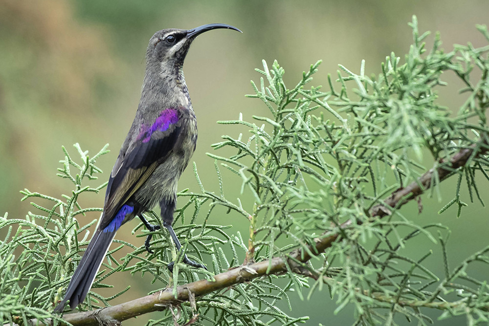 Tacazze Sunbird