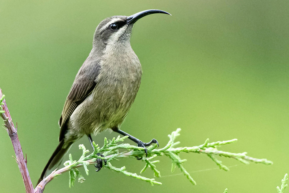 Tacazze Sunbird