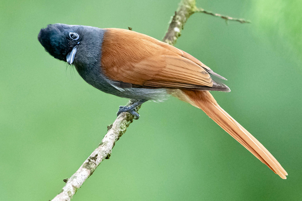African Paradise Flycatcher