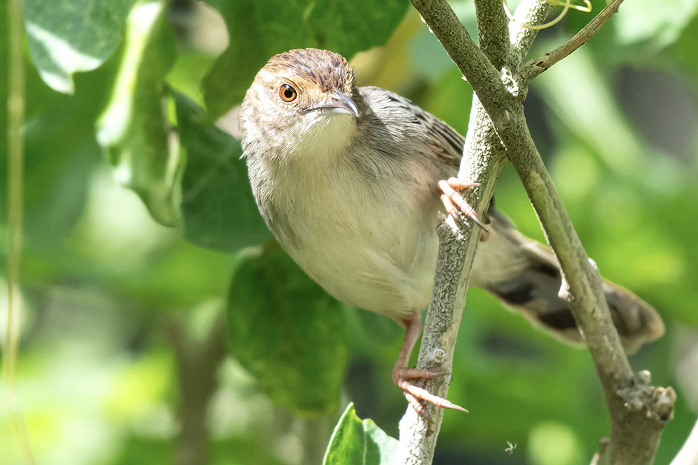 Lynes's Cisticola