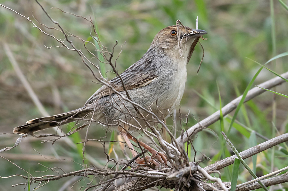 Lynes's Cisticola
