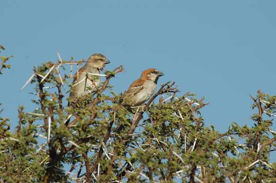 Great Sparrows near the nest
