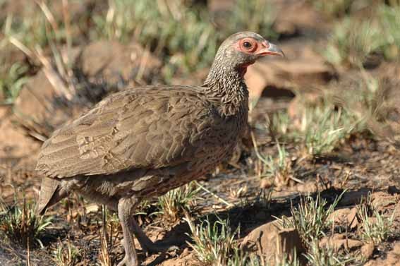 Swainson's Francolin