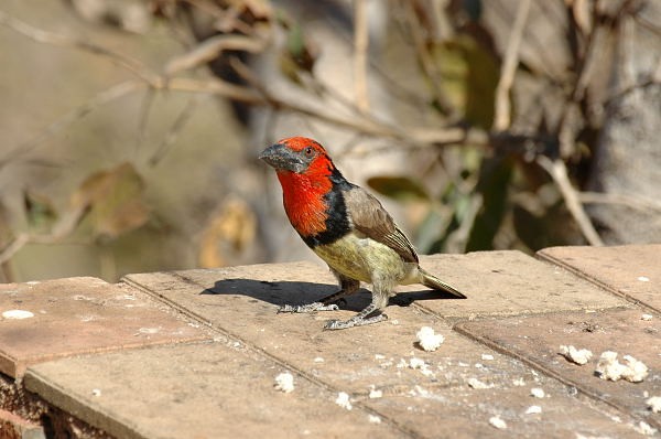 Black-collared Barbet