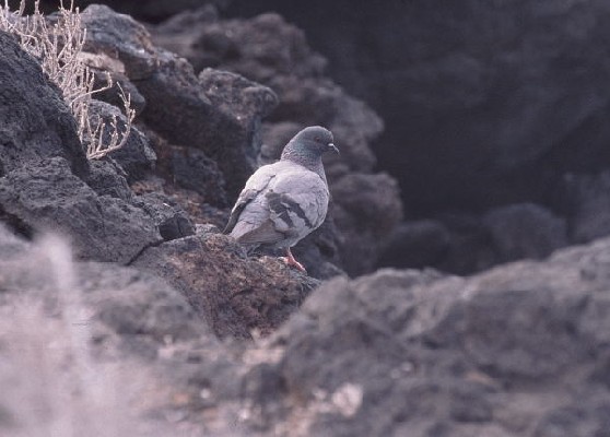 Columba livia canariensis