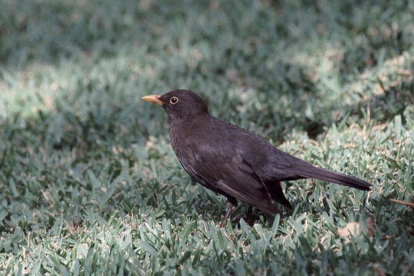 Turdus merula cabrerae