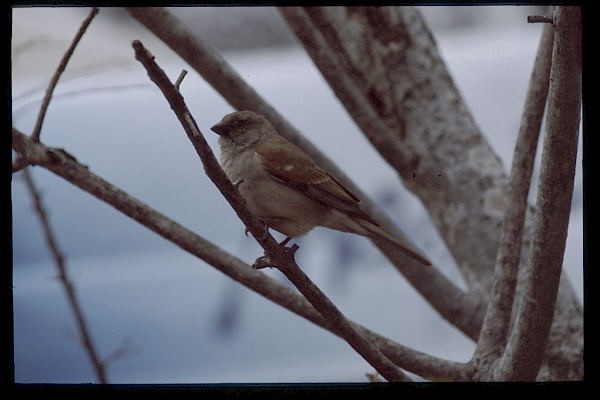 Southern Grey-headed Sparrow