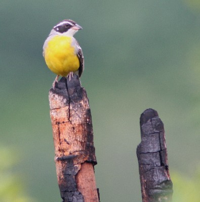 Cabanis's Bunting in Northern Fouta Djallon, Guinea