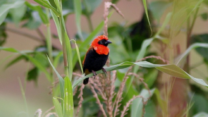 Black Winged Bishop