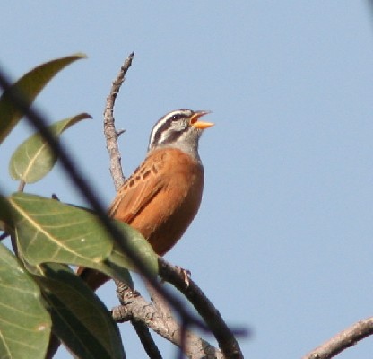 Gosling's Bunting