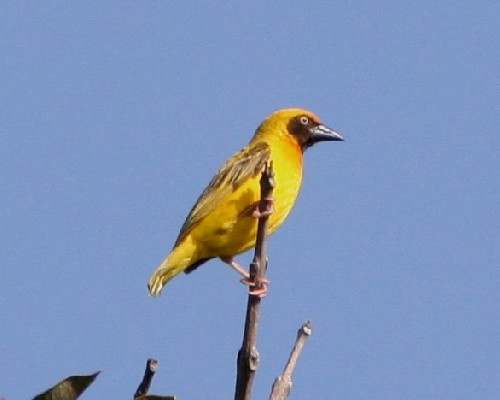 Heuglin's Masked Weaver