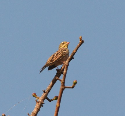 Ortolan Bunting