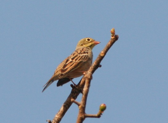 Ortolan Bunting