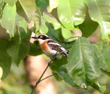 Senegal Batis