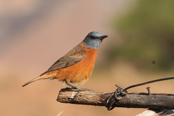 Cape Rock Thrush