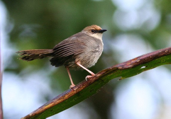 Trilling Cisticola