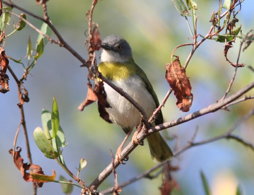 Yellow-Breasted Apalis