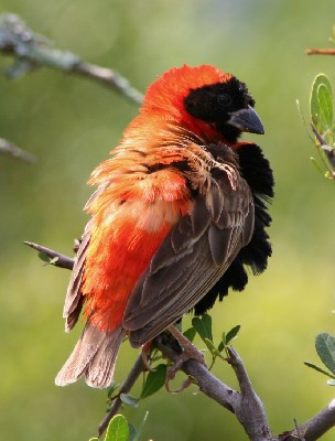 Southern Red Bishop