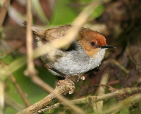 African Tailorbird/Red-Capped Forest Warbler
