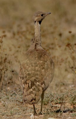 Karoo Bustard