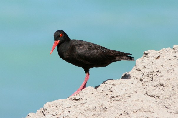 African Black Oystercatcher