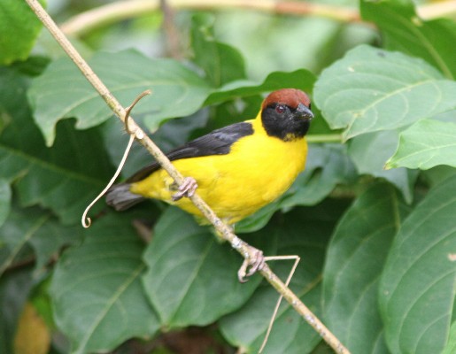 Brown-Capped Weaver