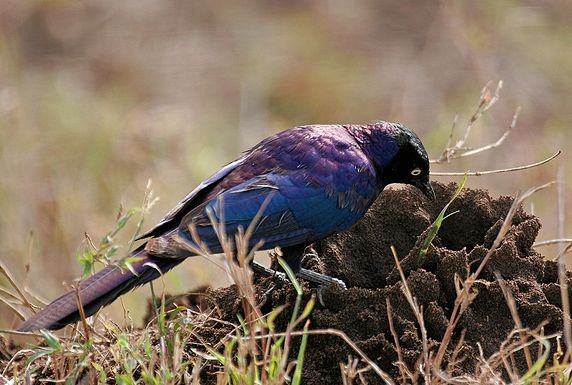 Rüppel's Long-Tailed Starling (Lamprotornis purpuropterus)