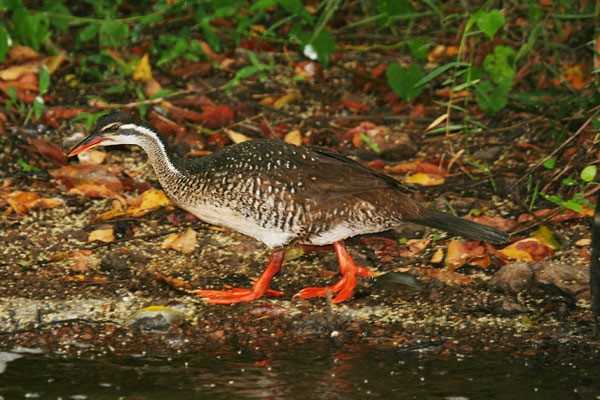 African Finfoot