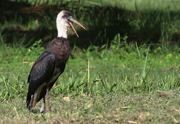 Woolly-necked Stork