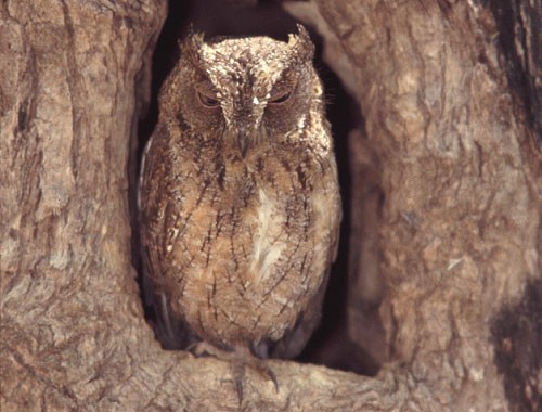 Torotoroka Scops Owl