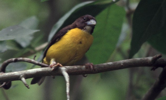 Dark-backed Weaver