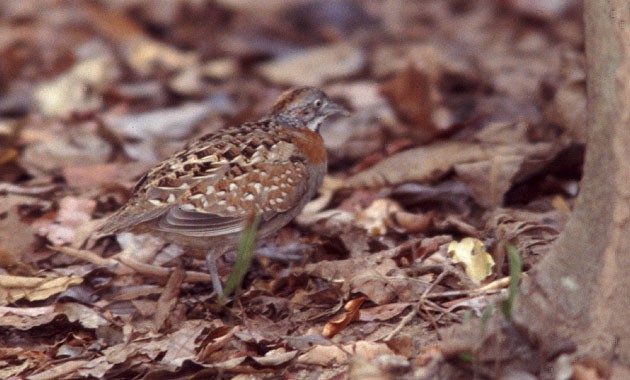 Madagascar Buttonquail