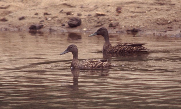 Meller´s Duck