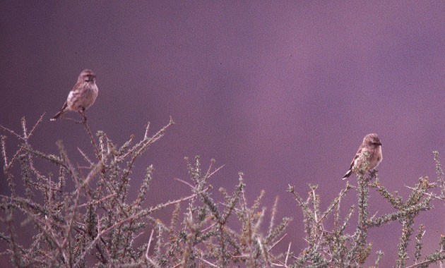 Black-throated Canary