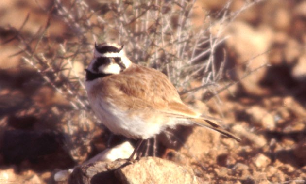 Temminck´s Horned Lark