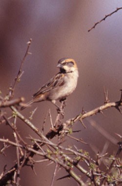 Great Sparrow