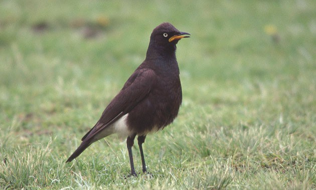 African Pied Starling