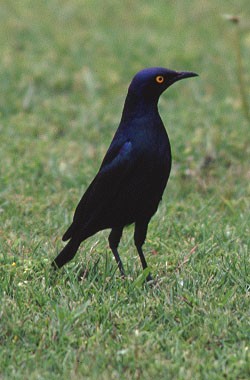 Cape Glossy Starling