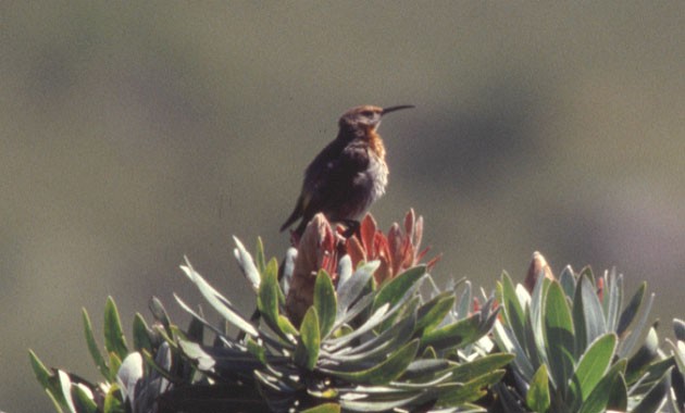 Gurney´s Sugarbird