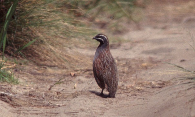 Madagascar Partridge