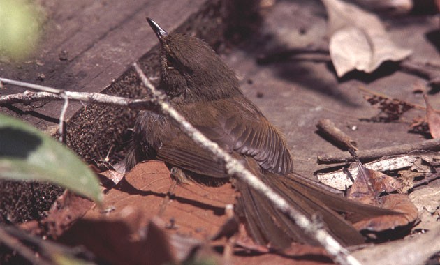 Madagascar Brush Warbler