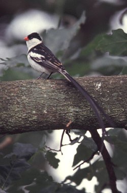 Pin-tailed Whydah
