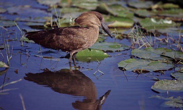 Hamerkop