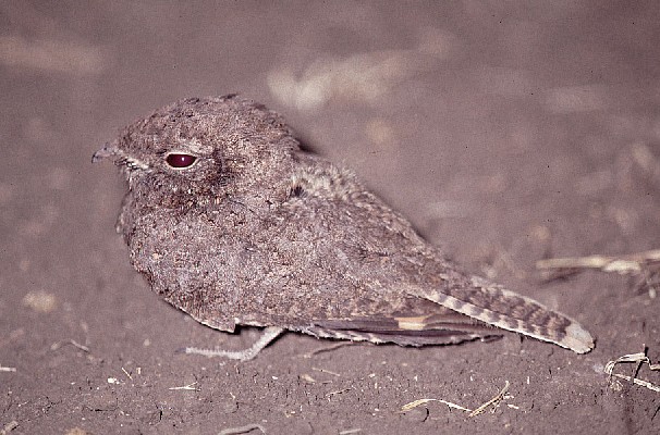 Star-spotted Nightjar