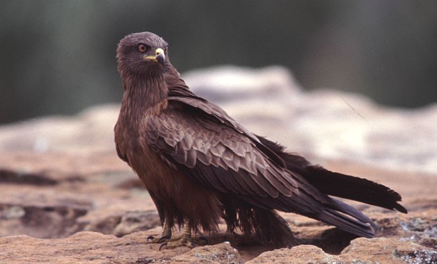 Black Kite, race parasitus