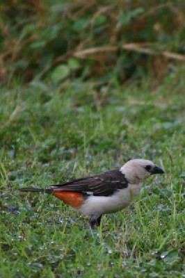 White-headed Buffalo-Weaver