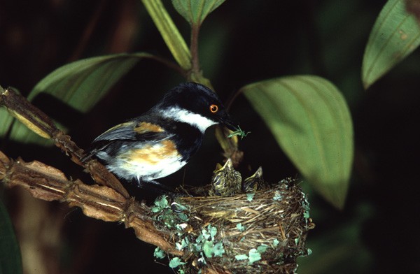 Cape Batis